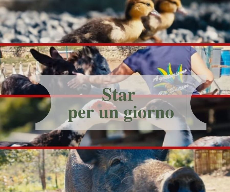 Star per un giorno