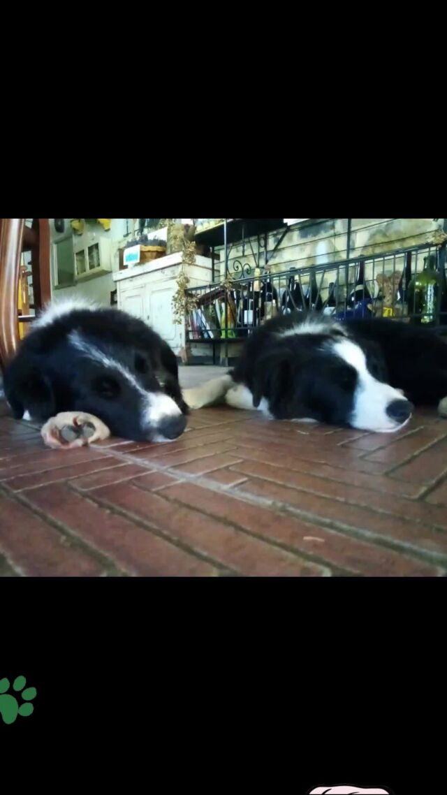 #bordercollie #puppydog #dog